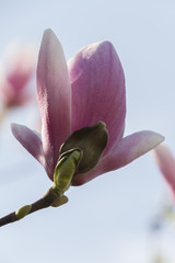 Fototapeta premium flowering magnolia tree