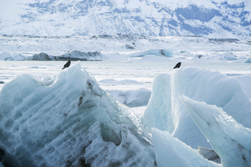 Raven sit on an ice block at Jokulsarlon, Iceland