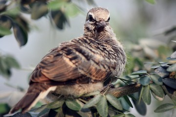 close up of bird