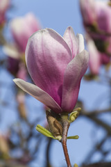 Fototapeta premium flowering magnolia tree
