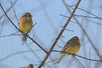 bird