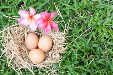 Obraz na płótnie Canvas Organic egg in nest on green grass background
