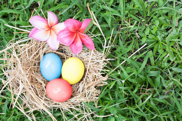 Organic egg in nest on green grass background