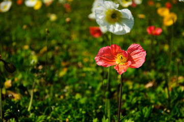 The beautiful blooming Corn poppy flowers in garden
