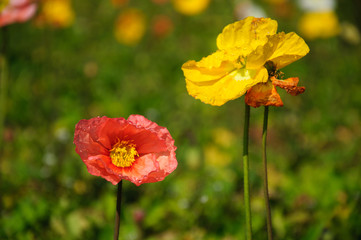 Obraz premium The beautiful blooming Corn poppy flowers in garden 