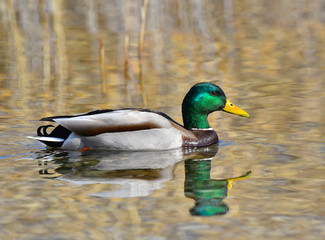 Germano reale maschio che nuota nella palude