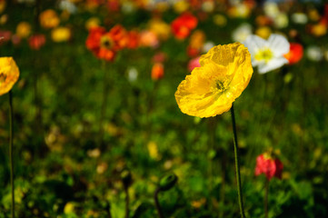 Obraz premium The beautiful blooming Corn poppy flowers in garden 