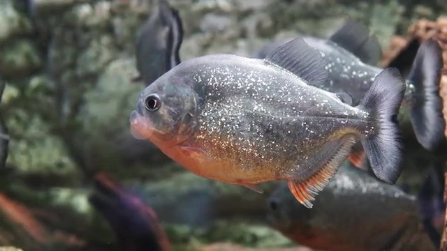 Piranha (serrasalmus nattereri)