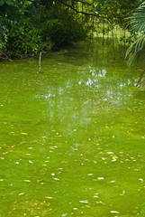 Dirty water