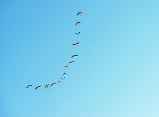 Flock of geese flying in a blue sky
