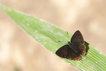 Beautiful butterfly on green leaf.