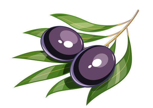 Pair of black olive vector illustration eps10