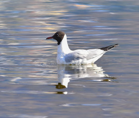 Gabbiano che nuota sul lago