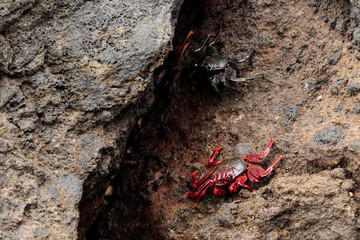 Beautiful Tenerife crab on Masca beach
