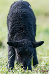 Black lamb staring