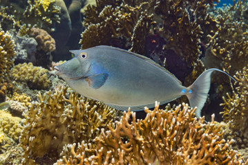 Bluespine unicornfish swimming over fire coral