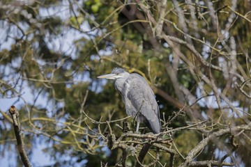 Grey Heron (Ardea cinerea)