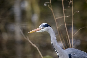 Grey Heron (Ardea cinerea)