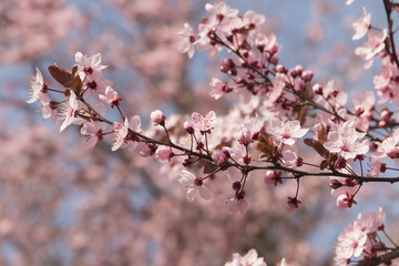 pink flowers on the tree