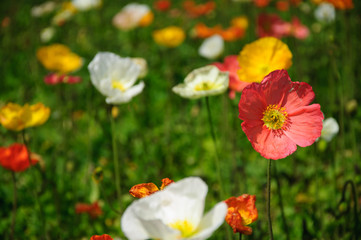 Obraz premium The beautiful blooming Corn poppy flowers in garden 