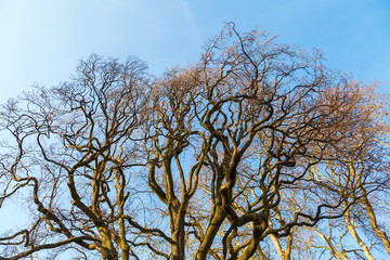 Fototapeta premium unbelaubter knorriger Baum
