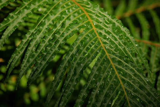 Fougère tropicale perlée de pluie en Guadeloupe