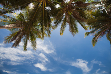 Fototapeta na wymiar view on the sky through palm trees