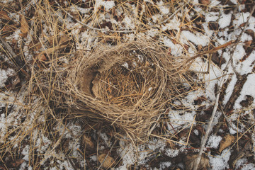 Birds nest.