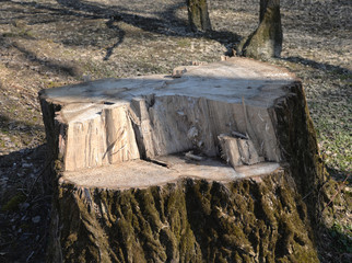 Baumstumpf im NSG Altrhein