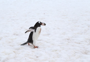 Gentoo Penguin carrying stone for the nest, Antarctica.