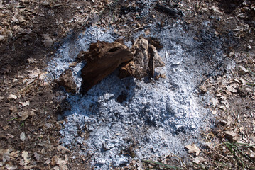 burned tree root