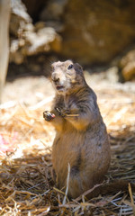 Black-tailed prairie dog
