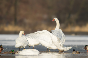 swan