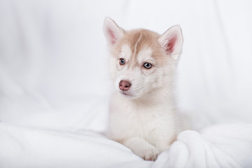 Cute little puppy sit on white background