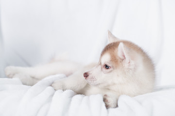 Cute little puppy sit on white background