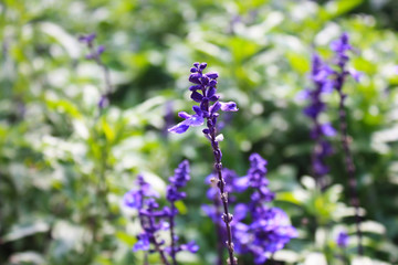 purple flowers in garden