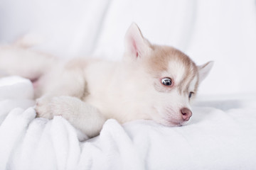 Cute little puppy sit on white background