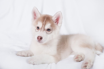 Cute little puppy sit on white background