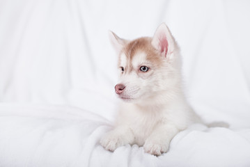 Cute little puppy sit on white background