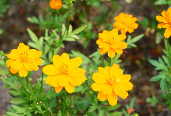 yellow flower in garden