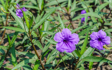 Violet flower with branches and leaves