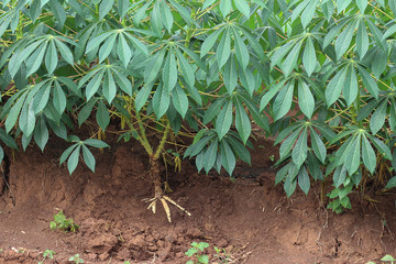 This picture is a cassava plantation in the western of Thailand