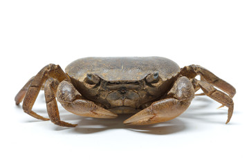 field crab