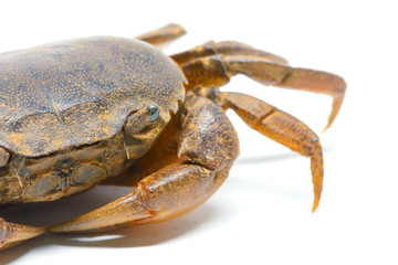 field crab