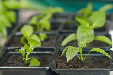 Seedlings on the vegetable tray.