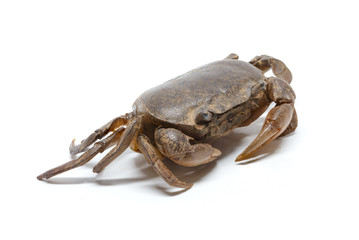 field crab