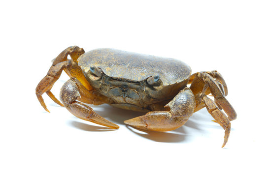 field crab