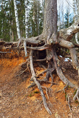 Big tree roots