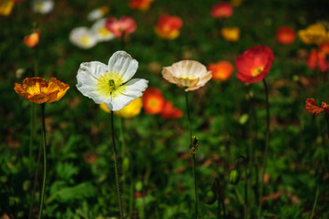The beautiful blooming Corn poppy flowers in garden
