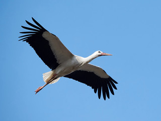 White stork (Ciconia ciconia) © dennisjacobsen